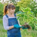 Woman gardener with hosta plant with roots in spring garden