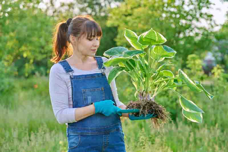 Woman gardener with hosta plant with roots in spring garden
