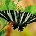 Zebra Swallowtail butterfly, Eurytides marcellus