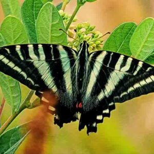 Zebra Swallowtail butterfly, Eurytides marcellus