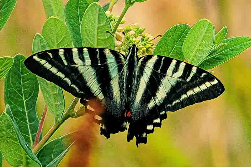 Zebra Swallowtail butterfly, Eurytides marcellus