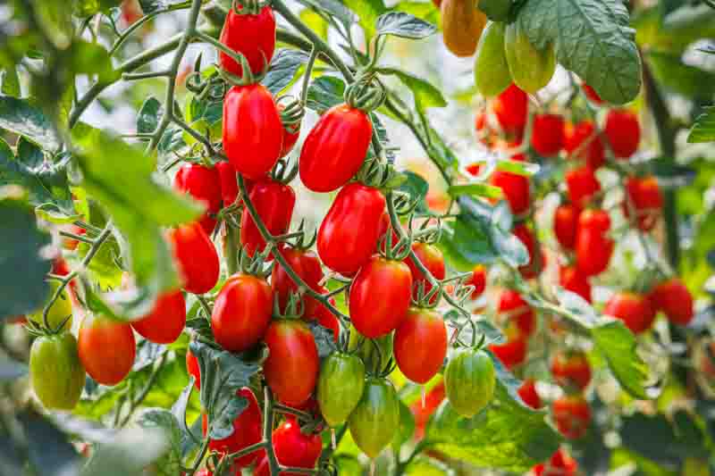 Roma tomatoes, Plum tomatoes