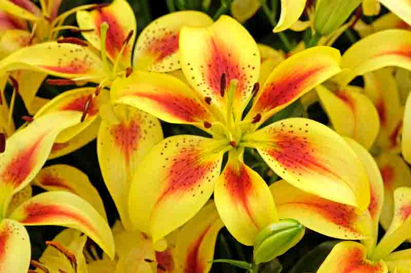 Lilium ‘Viva La Vida’ dazzles with large yellow blooms brushed deep red, light fragrance, sturdy stems and superb cut flowers.