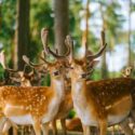 Red deer fallow deer majestically powerful animal in the forest. Animals in the natural forest. The wild nature landscape. Deer garden.