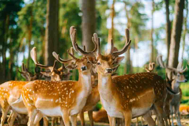 Red deer fallow deer majestically powerful animal in the forest. Animals in the natural forest. The wild nature landscape. Deer garden.