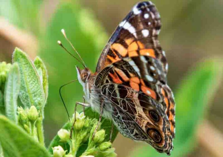 American Lady - Vanessa virginiensis