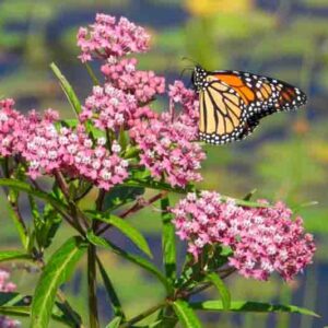 Asclepias incarnata (Swamp Milkweed) Native North American Wetland Wildflower