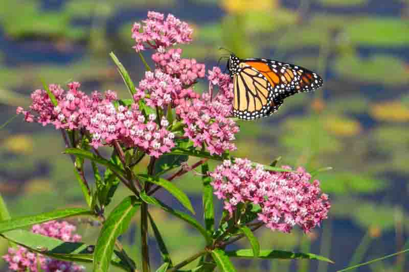 Asclepias incarnata (Swamp Milkweed) Native North American Wetland Wildflower