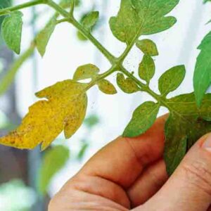 Close-up of yellow tomato leaves affected by spider mites