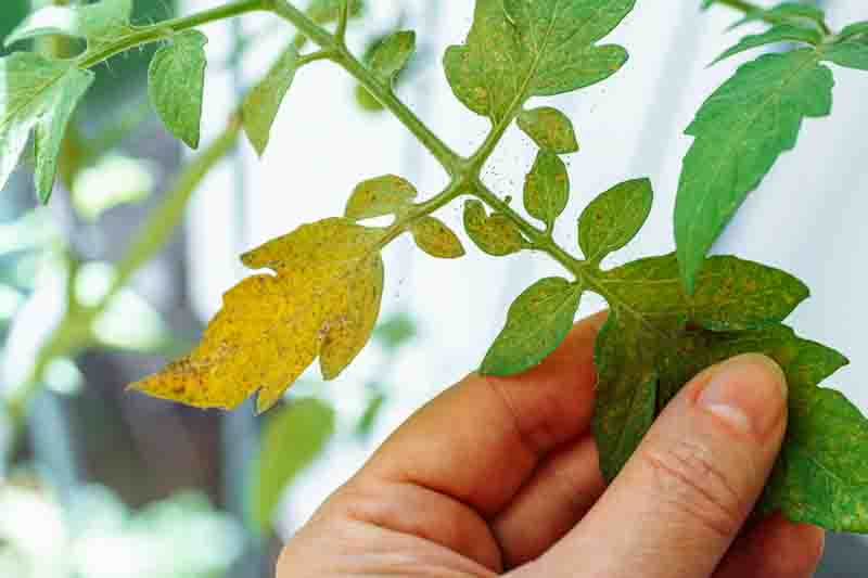 Close-up of yellow tomato leaves affected by spider mites