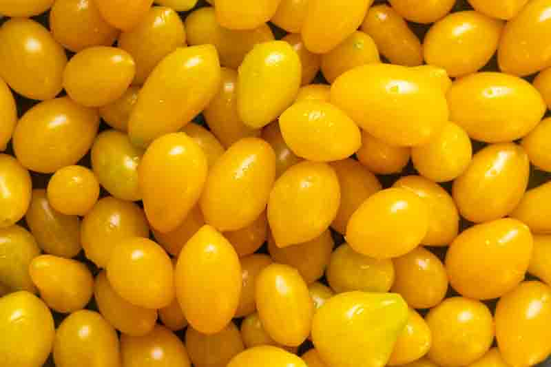 Tomato Yellow Pear, Yellow tomatoes, Cherry tomatoes, Solanum lycopersicum 'Yellow Pear'