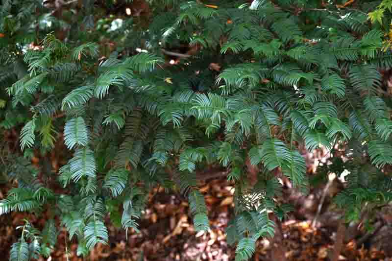Japanese plum-yew ( Cephalotaxus harringtonia ) leaves. Taxaceae dioecious evergreen conifer shrub.