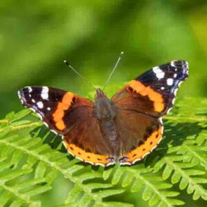 Red Admiral Butterfly on a Fern