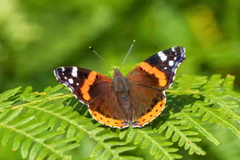 Red Admiral Butterfly on a Fern