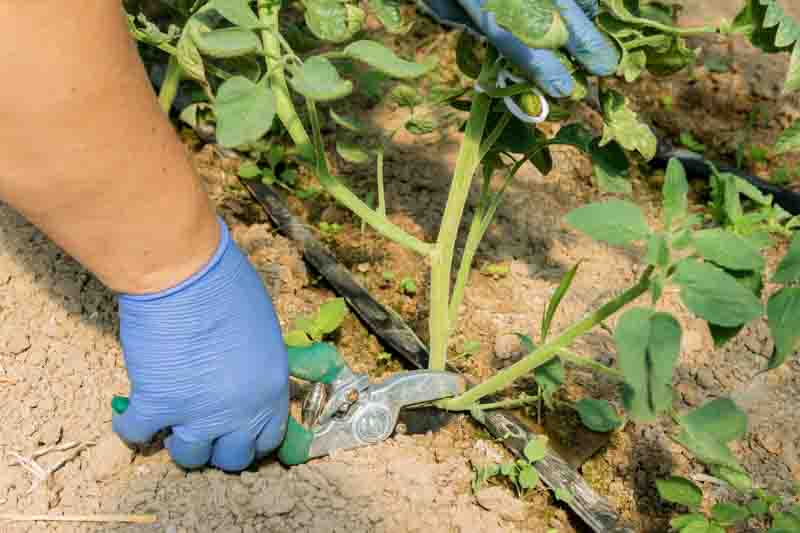 Regularly removing tomato suckers allows the main stem to develop a stronger structure.