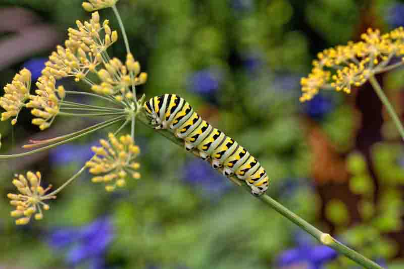 Black Swallowtail caterpillar (Papilio polyxenes) on fennel (Foeniculum vulgare).