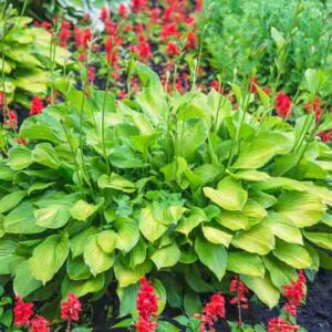 Beautiful hosta or hostas, plantain lilies in ornamental flowerbed