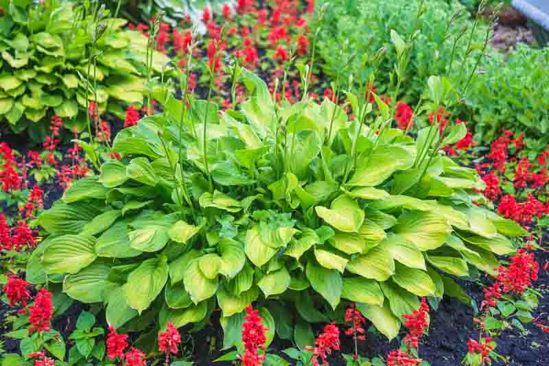 Beautiful hosta or hostas, plantain lilies in ornamental flowerbed