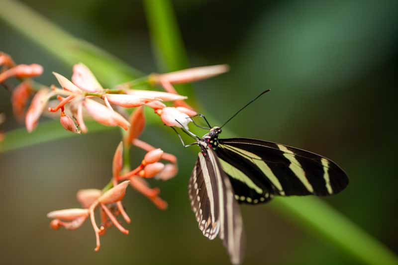 Zebra Longwing Butterfly, Heliconius charithonia