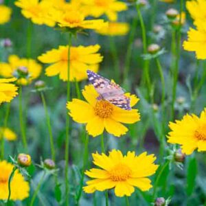 Field of yellow flower Coreopsis lanceolata, Lanceleaf Tickseed or Maiden's eye blooming in summer. Nature, plant, floral background. Garden, lawn of lance leaved Coreopsis with butterfly, close up