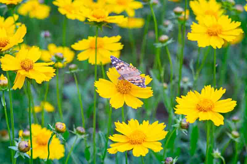 Field of yellow flower Coreopsis lanceolata, Lanceleaf Tickseed or Maiden's eye blooming in summer. Nature, plant, floral background. Garden, lawn of lance leaved Coreopsis with butterfly, close up