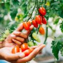 Close-up of farmer's hands gently holding cherry tomatoes in a greenhouse. Quality harvest exhibits meticulous growth care. Nature's lush outdoors convey abundance.