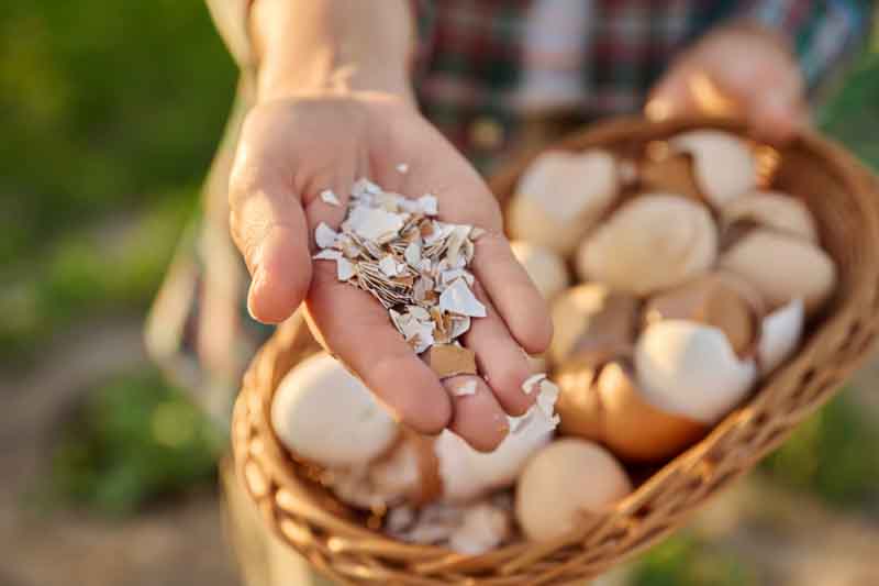 Close up of eggshell in wicker bowl in woman hands