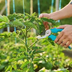 Close-up of tomato plant and hands with pruning shears shaping plant