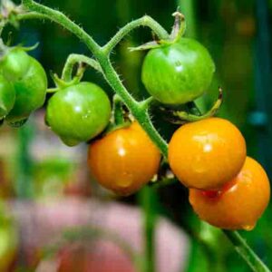 Tomato Sungold, Cherry tomato Sungold, Yellow tomatoes