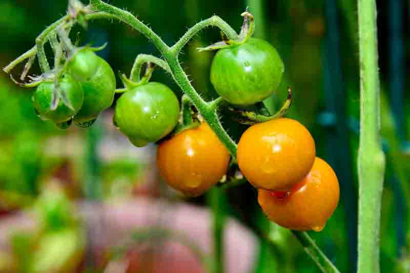 Tomato Sungold, Cherry tomato Sungold, Yellow tomatoes