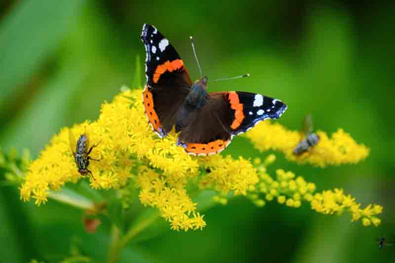 Red admiral butterfly on a goldenrod flowers