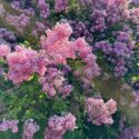 Lilac shrubs pink flowers blossoms in the spring park.