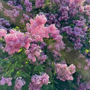 Lilac shrubs pink flowers blossoms in the spring park.