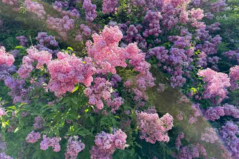 Lilac shrubs pink flowers blossoms in the spring park.