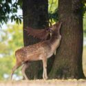 Fallow Deer Buck Scent marking on a Tree