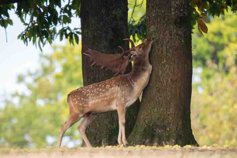 Fallow Deer Buck Scent marking on a Tree