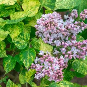 Lilac blooms surrounded by variegated green leaves in a garden setting