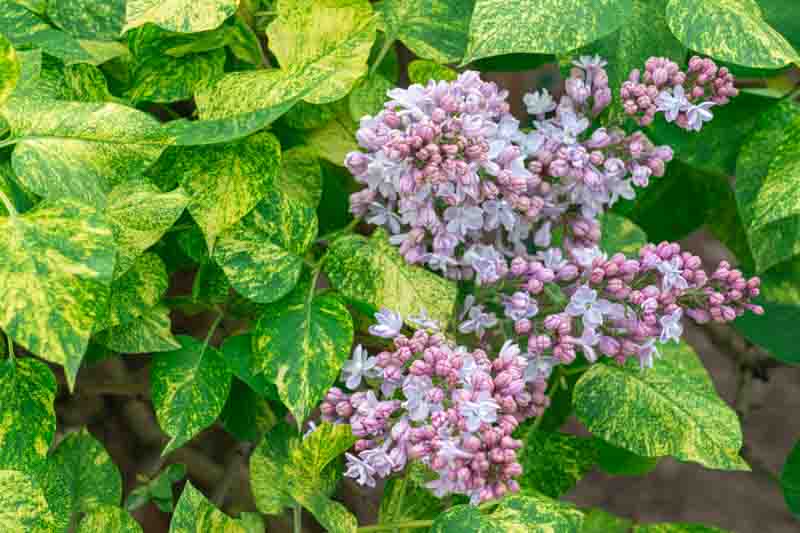 Lilac blooms surrounded by variegated green leaves in a garden setting