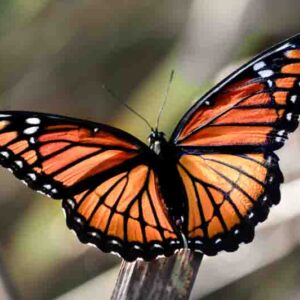 Viceroy butterfly, Limenitis archippus