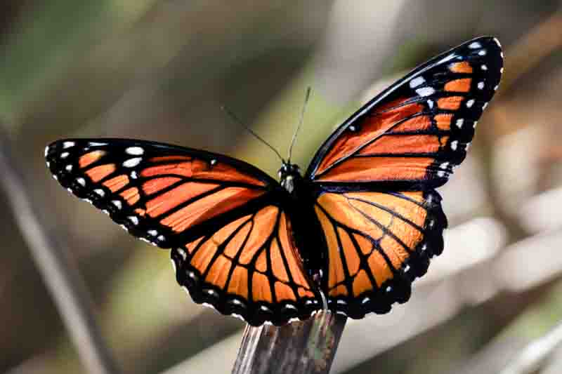 Viceroy butterfly, Limenitis archippus