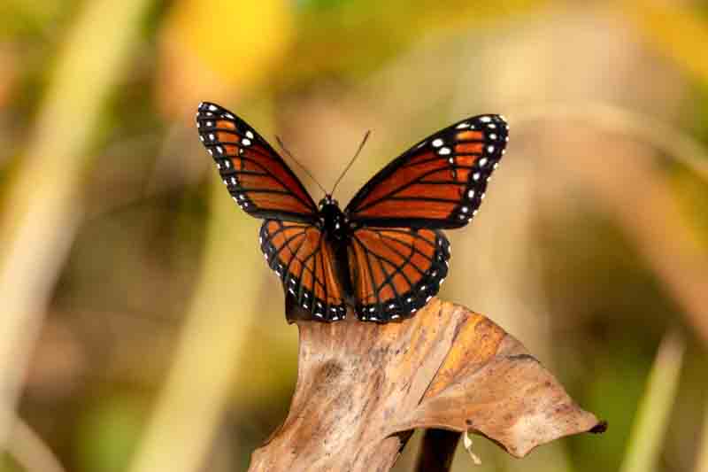 Viceroy butterfly, Limenitis archippus
