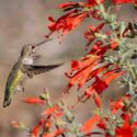 A small Anna's Calypta (Calypte anna) hummingbird fluttering in midair near a vibrant array of red flowers, Epilobium canum (California Fuchsia)