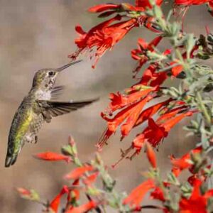 A small Anna's Calypta (Calypte anna) hummingbird fluttering in midair near a vibrant array of red flowers, Epilobium canum (California Fuchsia)