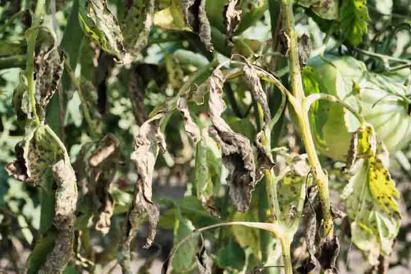 Wilted tomato plant leaves with fungal spots in sunny garden
