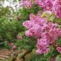 Blooming purple lilac flowers in sunny day in garden, close up