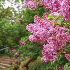 Blooming purple lilac flowers in sunny day in garden, close up