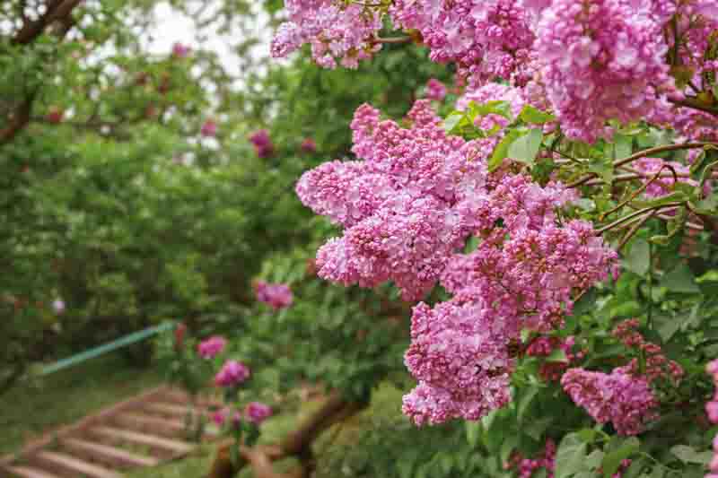 Blooming purple lilac flowers in sunny day in garden, close up
