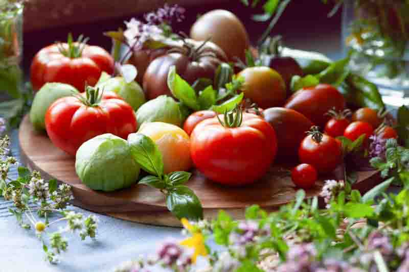 Tomato vegetable - a garden harvest of gourmet varieties of heirloom tomatoes, Solanum lycopersicum - includes black, cherry, plum, oxheart and beefsteak delicious red berries.