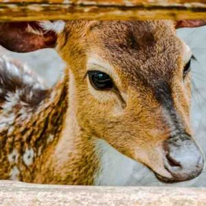 A close-up portrait of a chital deer looking through a wooden fence. The deer's fur is brown with white spots, and its eyes are dark and expressive.