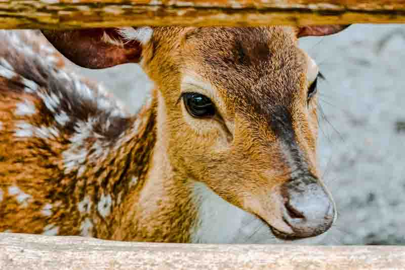 A close-up portrait of a chital deer looking through a wooden fence. The deer's fur is brown with white spots, and its eyes are dark and expressive.
